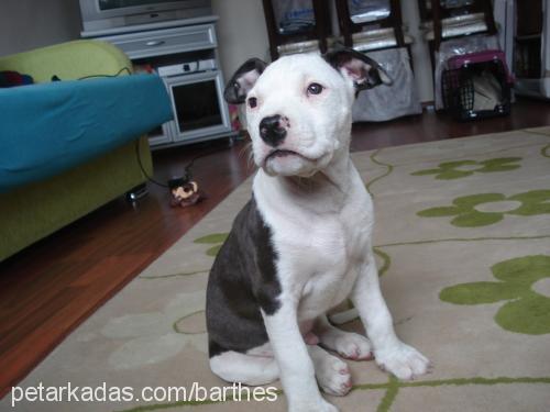 bulut Erkek Amerikan Staffordshire Terrier