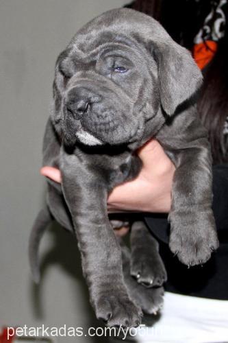 toruntombalak Erkek Cane Corso Italiano