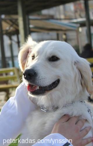 pera Dişi Golden Retriever