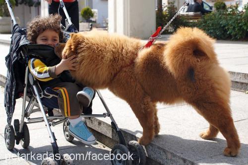 karamel Dişi Chow Chow