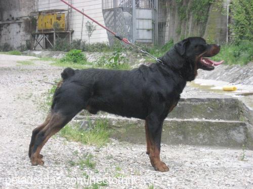 hector Erkek Rottweiler