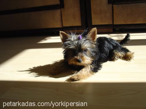 Çilek Dişi Yorkshire Terrier