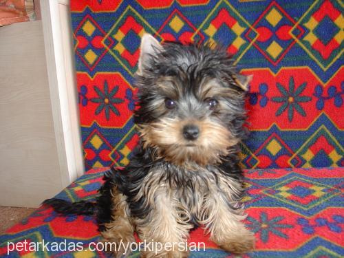 Çilek Dişi Yorkshire Terrier