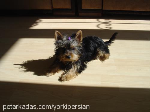 Çilek Dişi Yorkshire Terrier