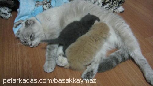 mızmız Dişi Scottish Fold