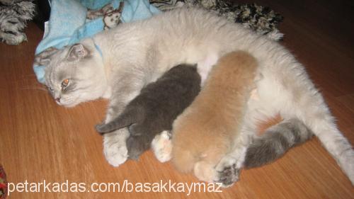 mızmız Dişi Scottish Fold