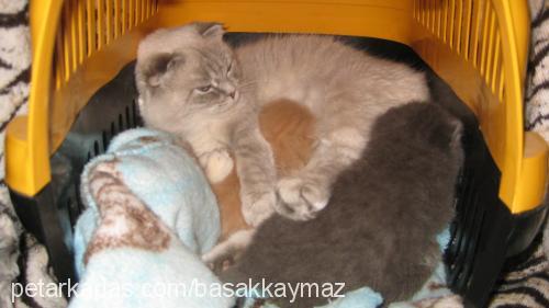 mızmız Dişi Scottish Fold