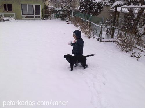 bolt Dişi Labrador Retriever