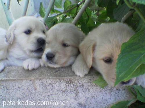 bolt Dişi Labrador Retriever