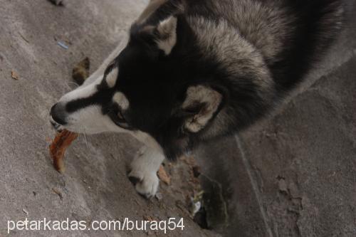 bihter Dişi Sibirya Kurdu (Husky)