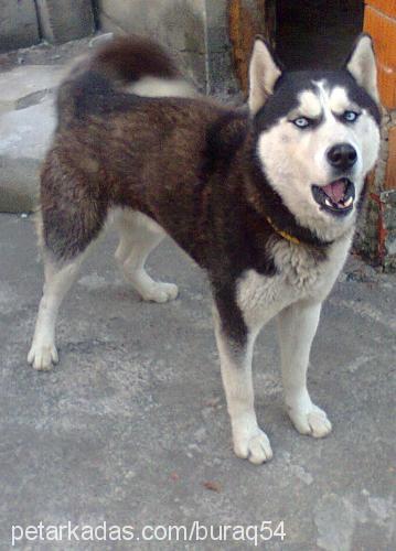 çakır Erkek Sibirya Kurdu (Husky)