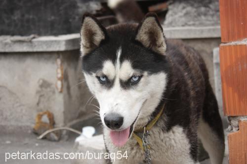 çakır Erkek Sibirya Kurdu (Husky)