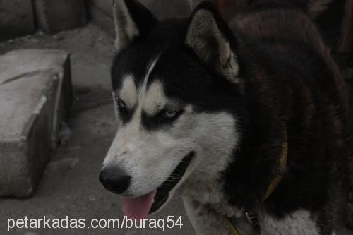 çakır Erkek Sibirya Kurdu (Husky)