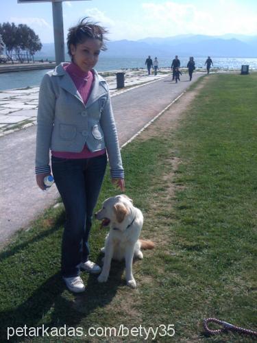 betyy Dişi Golden Retriever