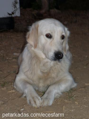 deyzİ Dişi Golden Retriever