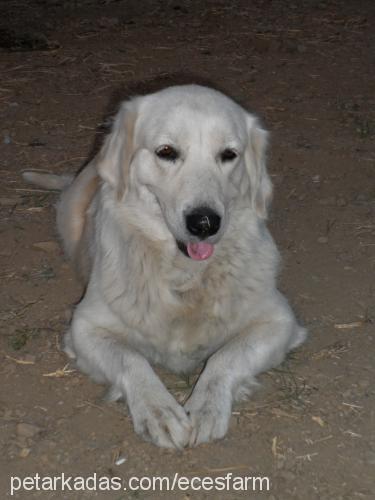 deyzİ Dişi Golden Retriever