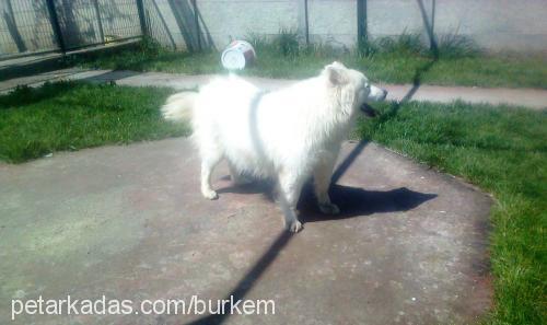 akİra Dişi Samoyed