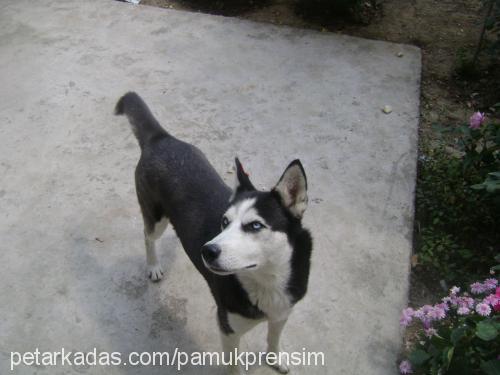 asena Dişi Sibirya Kurdu (Husky)