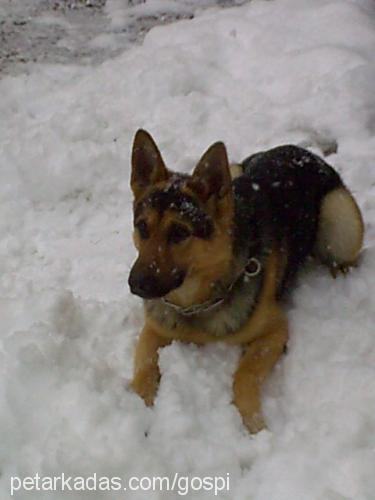 rocky Erkek Alman Çoban Köpeği