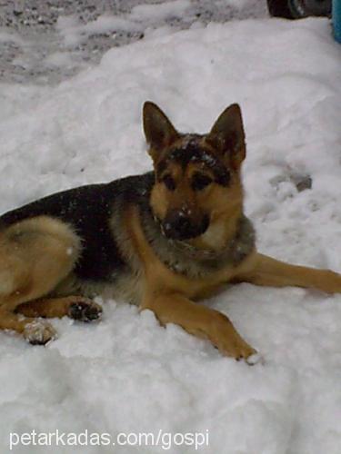 rocky Erkek Alman Çoban Köpeği