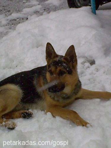 rocky Erkek Alman Çoban Köpeği