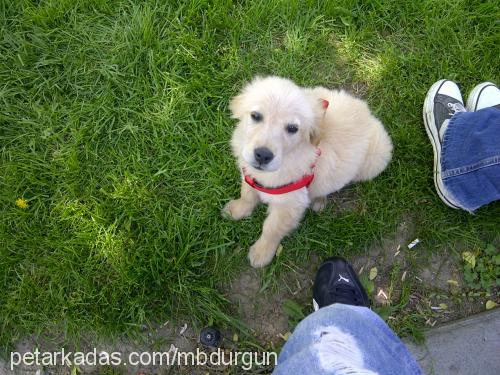 daisy Dişi Golden Retriever