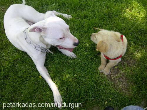 daisy Dişi Golden Retriever