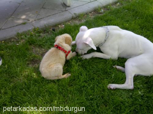 daisy Dişi Golden Retriever