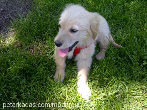 daisy Dişi Golden Retriever