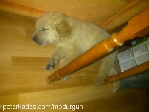 daisy Dişi Golden Retriever