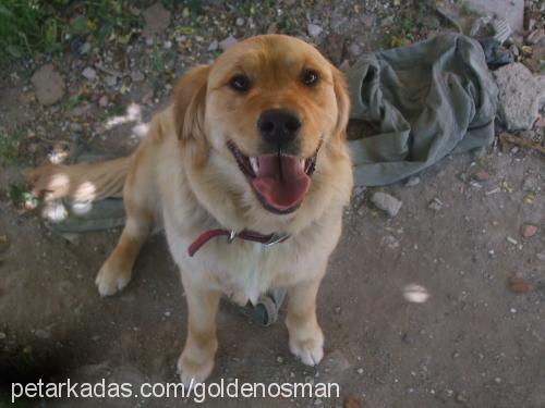 lodos Dişi Golden Retriever