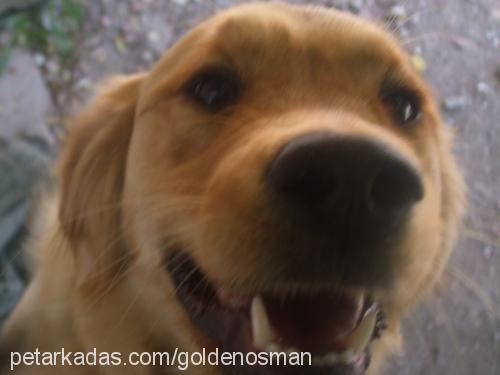 lodos Dişi Golden Retriever