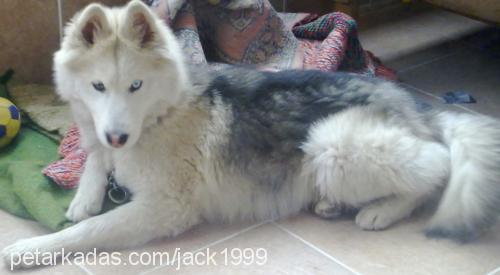 jacob Erkek Alaskan Malamute