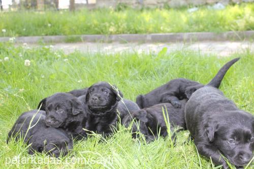 blackgolden-lab Erkek Golden Retriever