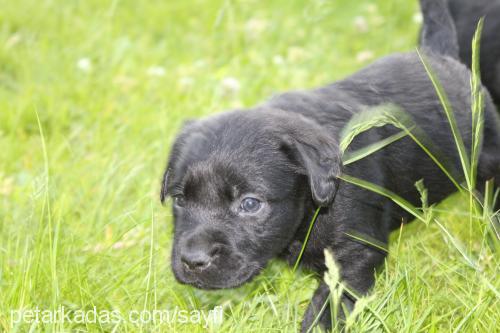 blackgolden-lab Erkek Golden Retriever