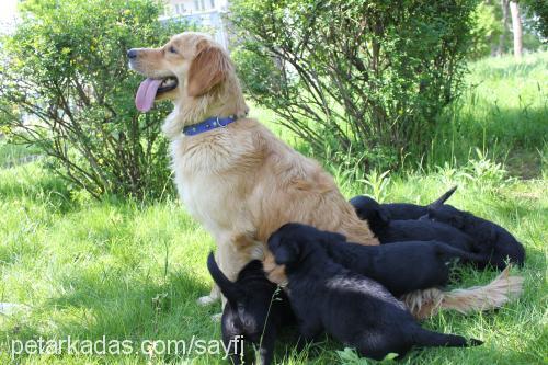 blackgolden-lab Erkek Golden Retriever