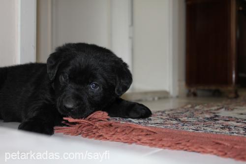 blackgolden-lab Erkek Golden Retriever