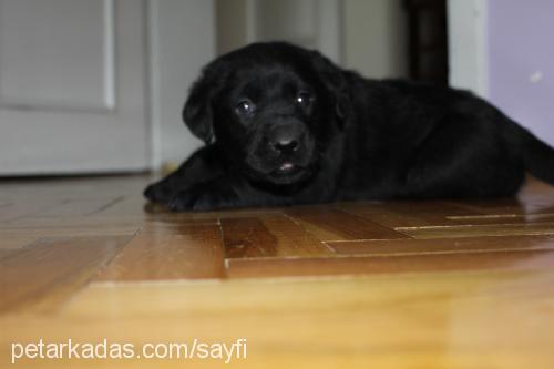 blackgolden-lab Erkek Golden Retriever