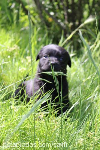 blackgolden-lab Erkek Golden Retriever