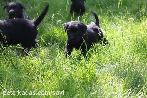 blackgolden-lab Erkek Golden Retriever