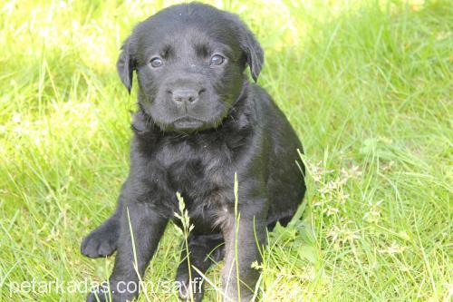 blackgolden-lab Erkek Golden Retriever