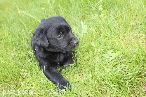 blackgolden-lab Erkek Golden Retriever