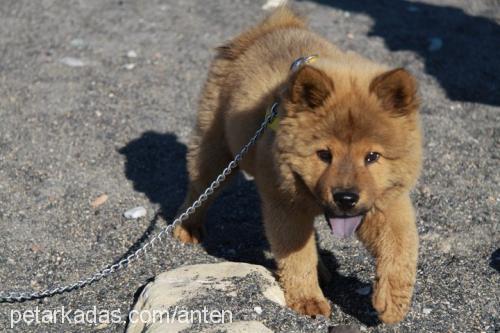 hera Dişi Chow Chow