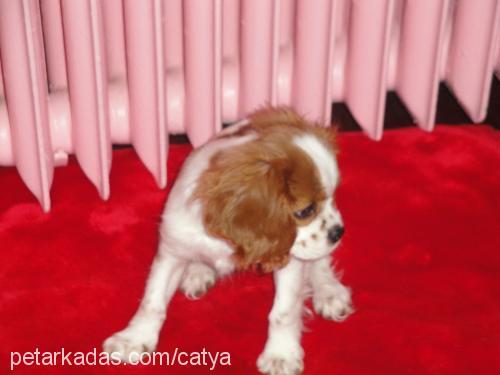 cavalier Erkek King Charles Spaniel