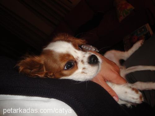 cavalier Erkek King Charles Spaniel