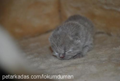 mışık Dişi Scottish Fold