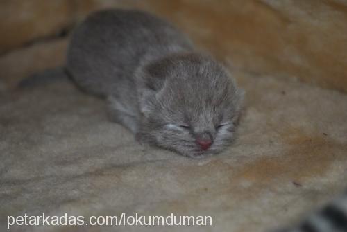 mışık Dişi Scottish Fold