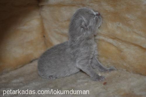 mışık Dişi Scottish Fold