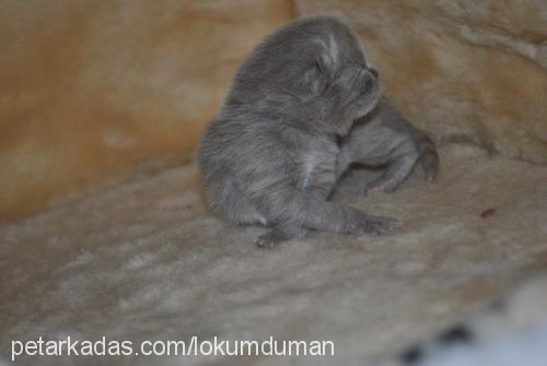 mışık Dişi Scottish Fold