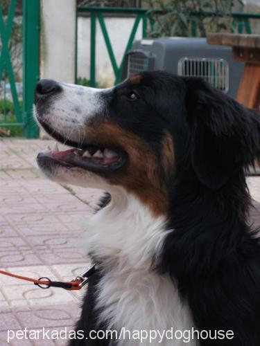 shİva Dişi Bernese Dağ Köpeği